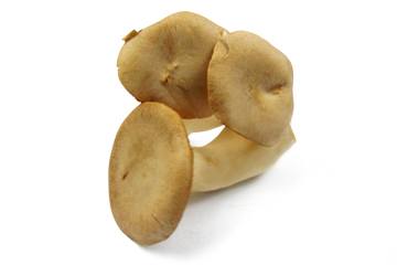 Mushroom King Oyster (200gm)
