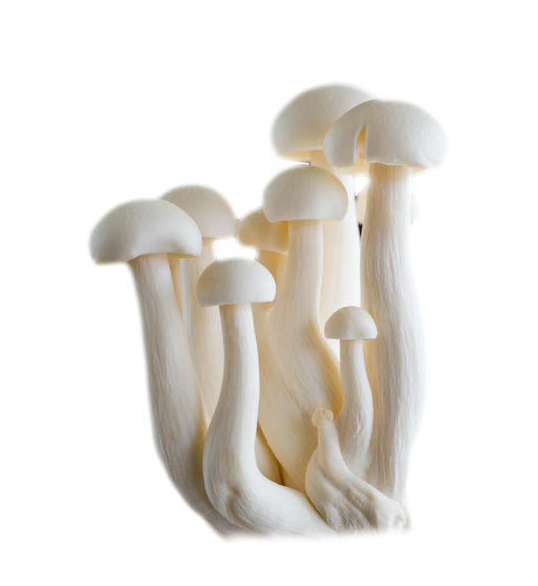 MILKY Mushrooms (200gm)